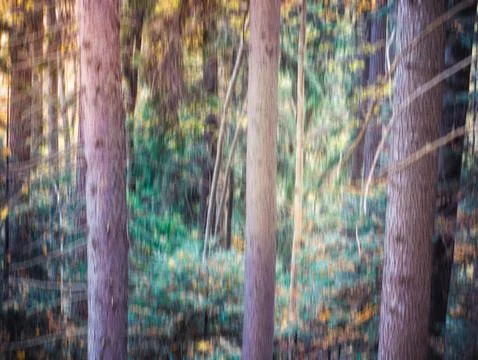 Colorful abstract texture background. Forest scene with motion blure effect Stock Photos