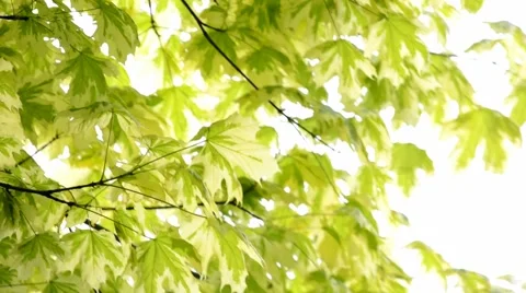 Colorful Acer Stock Footage 45761665