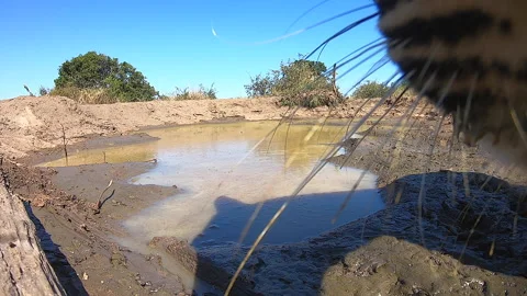 Colorful action cam close-up of leopard drinking water in the wild Stock Footage 141125423