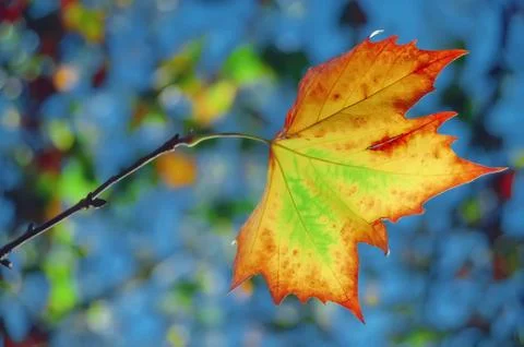 Colorful aging maple leaf during fall or autumn Stock Photos