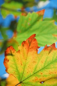 Colorful aging maple leaf during fall or autumn Stock Photos