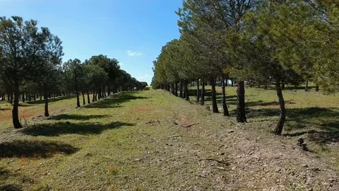 Colorful Agricultural Field Surrounded By Pine Trees Stock Footage 88409456