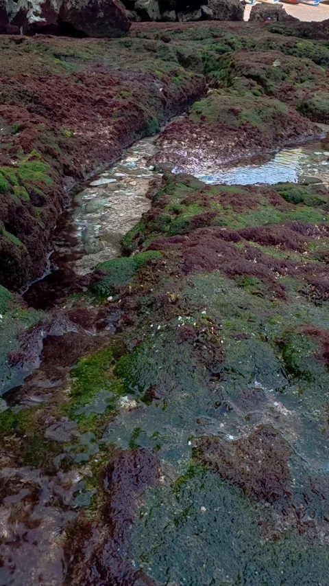 Colorful algae and shallow tide pools across rugged intertidal rocks Stock Footage 346741128