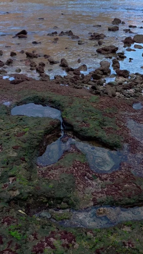 Colorful algae covered tide pools across rugged rocky shoreline at low tide Stock Footage 346741072