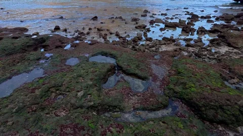 Colorful algae covered tide pools spread across rugged rocks at low tide Stock Footage 346741530