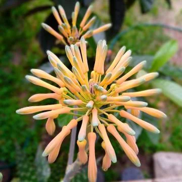 Colorful Aloe Vera Flower Stock Photos