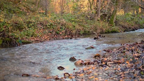 Colorful Alpine stream flowing in pristine forest in autumn season Stock Footage 142400518