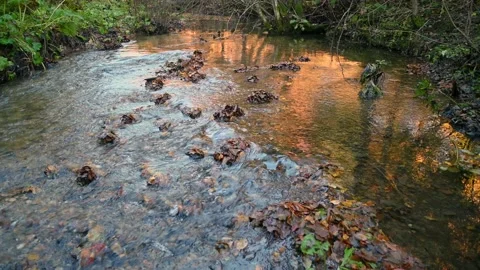 Colorful Alpine stream flowing in pristine forest in autumn season Video stock 142400998