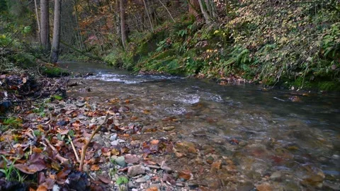 Colorful Alpine stream flowing in pristine forest in autumn season Stock Footage 142401170