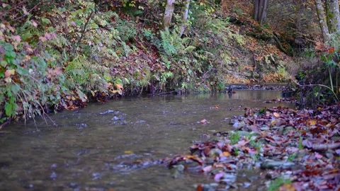 Colorful Alpine stream flowing in pristine forest in autumn season Stock Footage 142401934