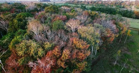 Colorful amazon forest Stock Footage 77004062