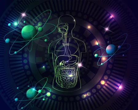 Colorful anatomy Stock Illustration
