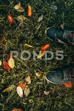 Colorful and wet fallen leaves in autumn season. Autumn background. Stock Photos