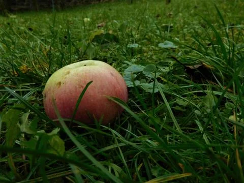 The colorful apple throw down into grass from some tree Stock Photos