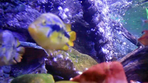 Colorful aquarium Stock Footage 24702547