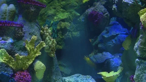 Colorful aquarium ith fish, loop 4K Stock Footage