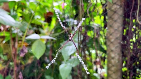 Colorful Argiope Spider on Web with Zigzag Pattern in Tropical Forest Stock Footage 316549601