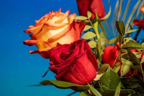 Colorful array of vibrant red and yellow roses Foto stock