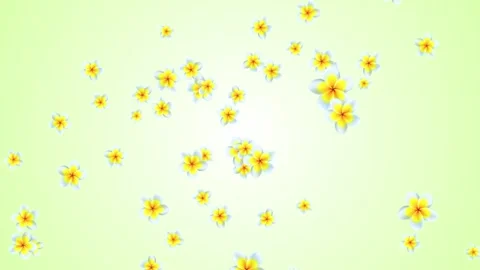 Colorful Array of yellow and White Flowers Blooming in Nature Chamomile Daisy Stock Footage 293004652