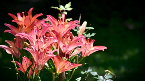 Colorful Asiatic Lily Patch Stock Footage 131062881