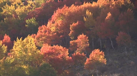 Colorful Aspens in Fall Vídeos de archivo 42062581