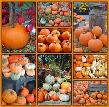 Colorful assorted pumpkin collage Stock Photos