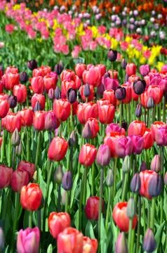 Colorful assorted spring tulips Stock Photos