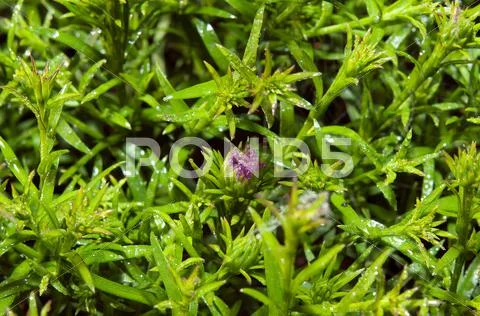 Colorful aster flowers Stock Photos