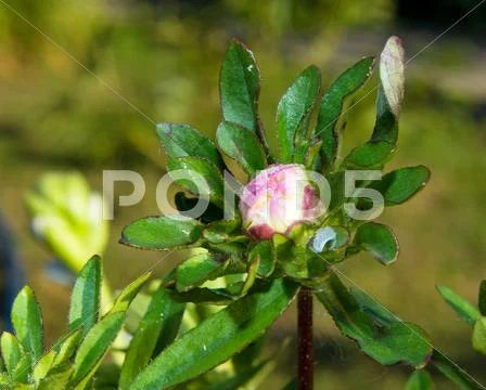 Colorful aster flowers Stock Photos