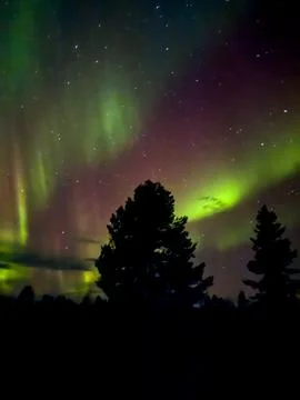 Colorful Aurora Over Pine Trees Stock Photos