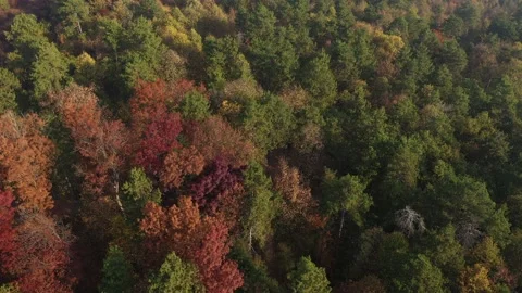 Colorful autumn background with different tree crowns 4K aerial footage Stock Footage 139481327