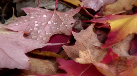 Colorful autumn background 動画素材 543746