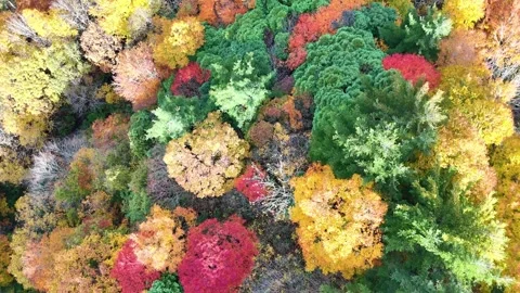 Colorful Autumn Canopy | Top Down Forest - 4K Aerial Video Stock Footage 329053168