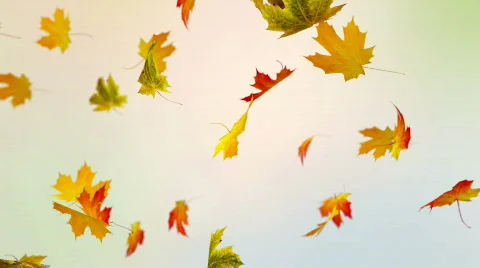 Colorful Autumn Stock Footage