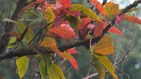 Colorful Autumn Stock Footage 163480967