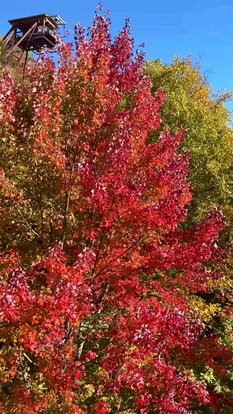 Colorful Autumn Forest Canopy Under Clear Blue Sky Stock Footage 346795690