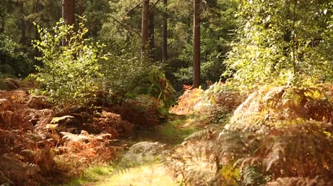 Colorful Autumn Forest Stock Footage 68371013