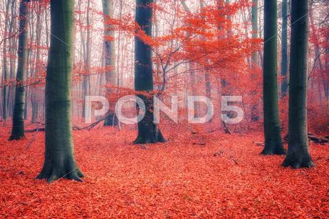 Colorful autumn forest Stock Photos