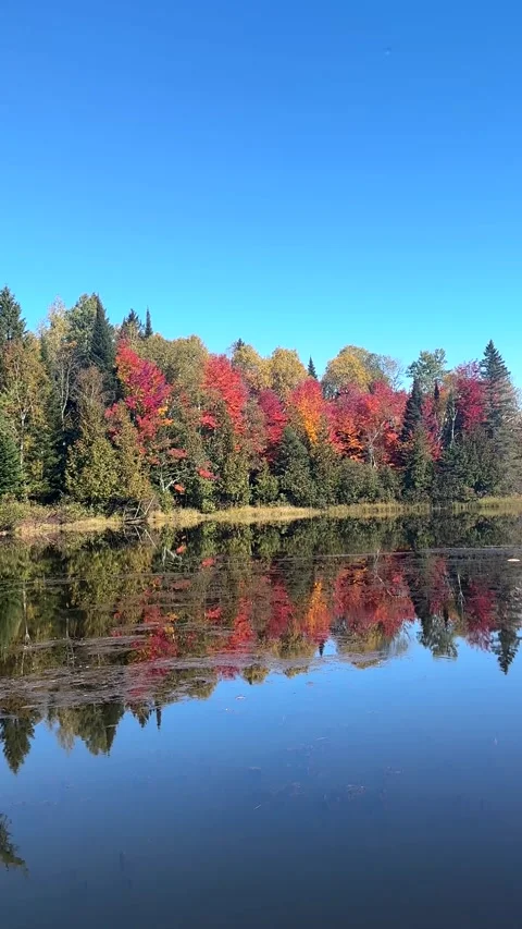 Colorful Autumn Forest Reflected in Calm Lake Under Blue Sky Stock Footage 346795335