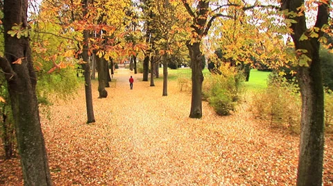 Colorful autumn grove park at fall Stock Footage 24924257