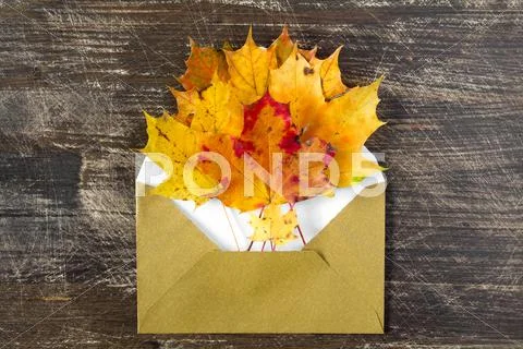 Colorful autumn leaves and open envelop Stock Photos