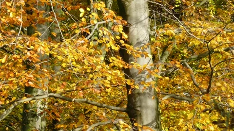 Colorful autumn leaves on a beech tree, Germany Stock Footage 153962777