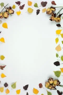 Colorful autumn leaves. Copy space for text. Top view. Stock Photos