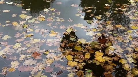 Colorful autumn leaves float peacefully on a calm pond during a tranquil af.. Stock Footage 329320105