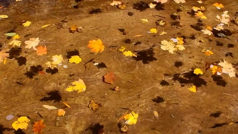 Colorful autumn leaves float on surface of transparent water. Stock Footage 81543527