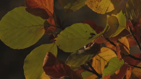 Colorful autumn leaves in gentle wind 4 Stock Footage