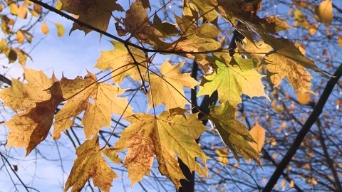 Colorful Autumn leaves on a tree, Maple, autumn Stock Footage 321421989