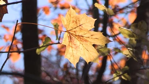 Colorful Autumn leaves on a tree, Maple, autumn Stock Footage 321422018