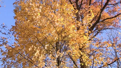 Colorful Autumn leaves on a tree, Maple, autumn Stock Footage 321424331