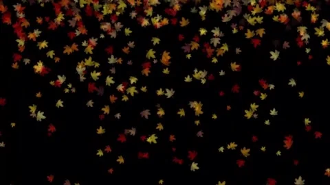 Colorful Autumn Maple Leaf Falling Animation On Black Background 스톡 동영상 303388474